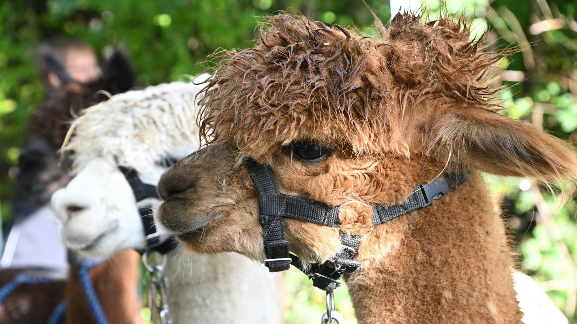 Ein braunes und ein weißes Alpaka mit Halfter um den Kopf sind zu sehen.