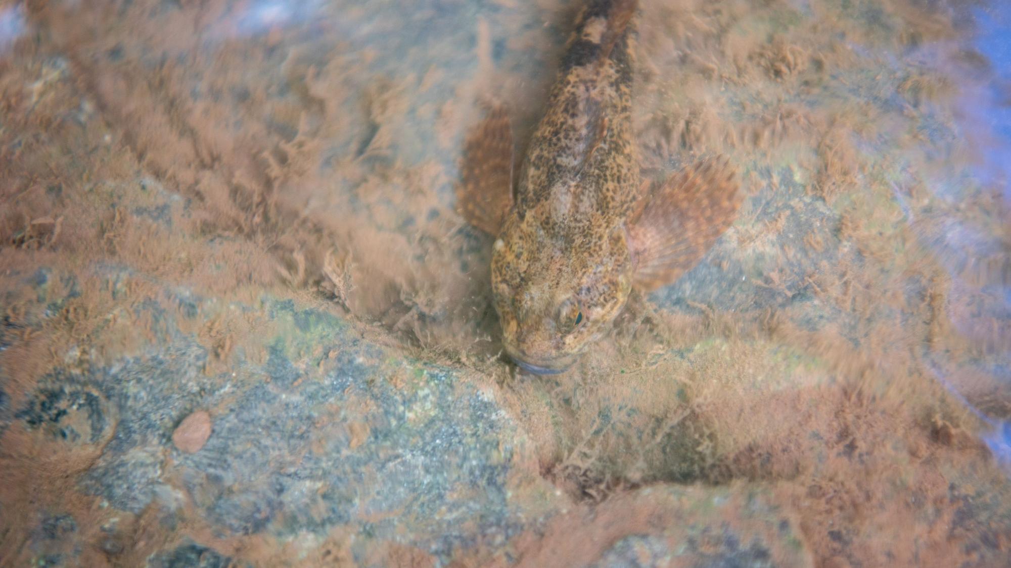 Ein braun gefleckter Fisch schwimmt über einem Stein in einem Bach.