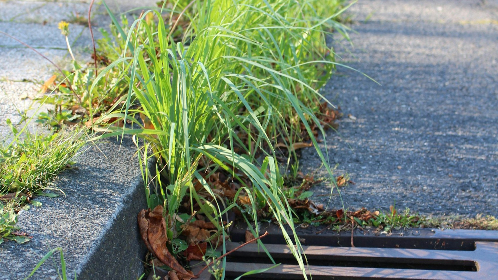 Das Bild zeigt einen hochragenden Büschel am Bordstein.