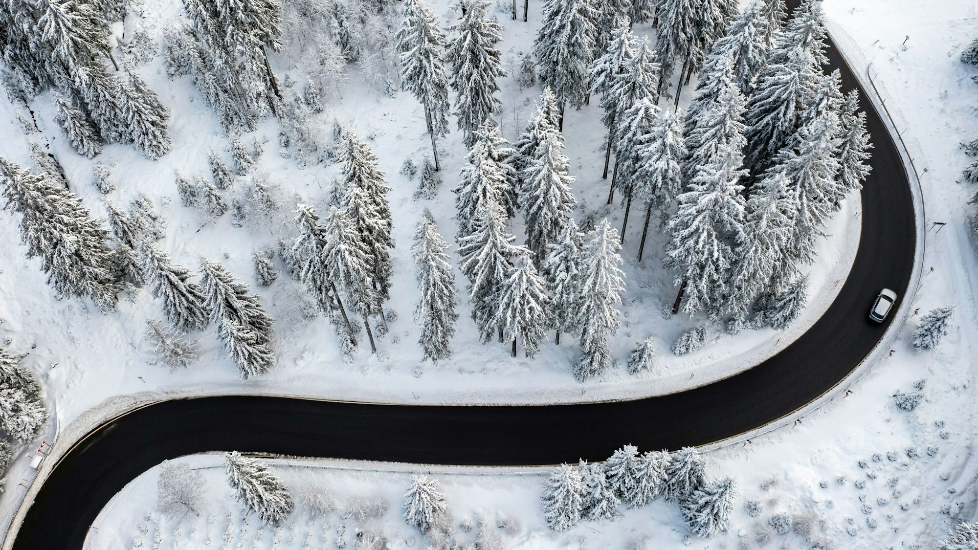 Geräumte kurvige Straße zwischen schneebedeckten Tannen