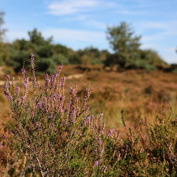 Die Wahner Heide mit zum teil noch blühendem Heidekraut.