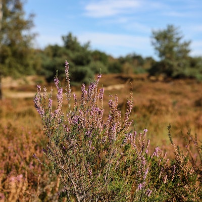 Die Wahner Heide mit zum teil noch blühendem Heidekraut.
