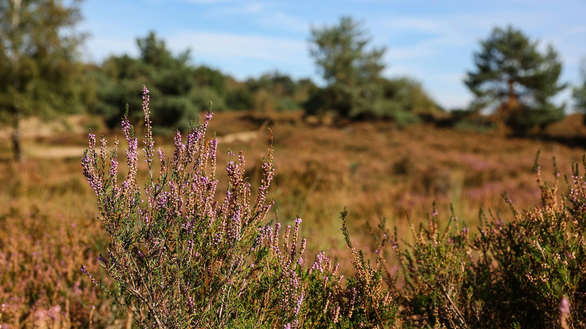 Die Wahner Heide mit zum teil noch blühendem Heidekraut.