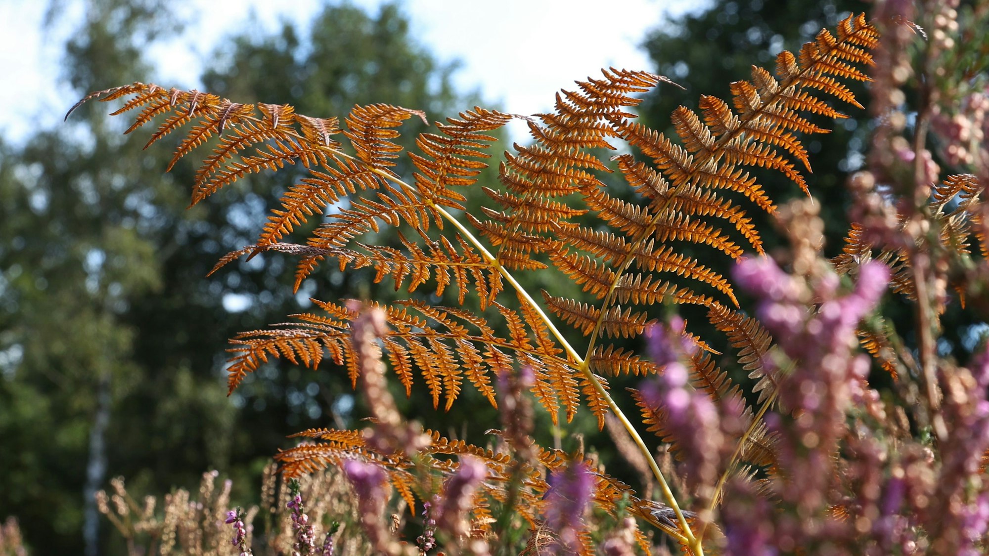 Herbst in der Wahner Heide