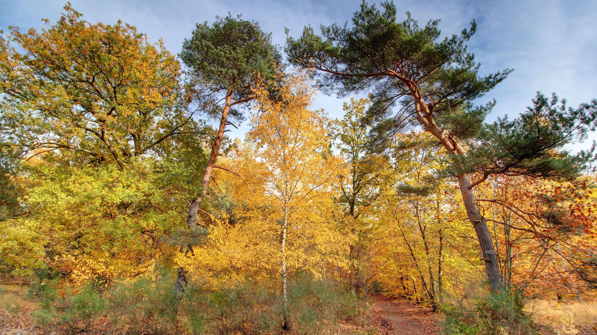 Herbstwald