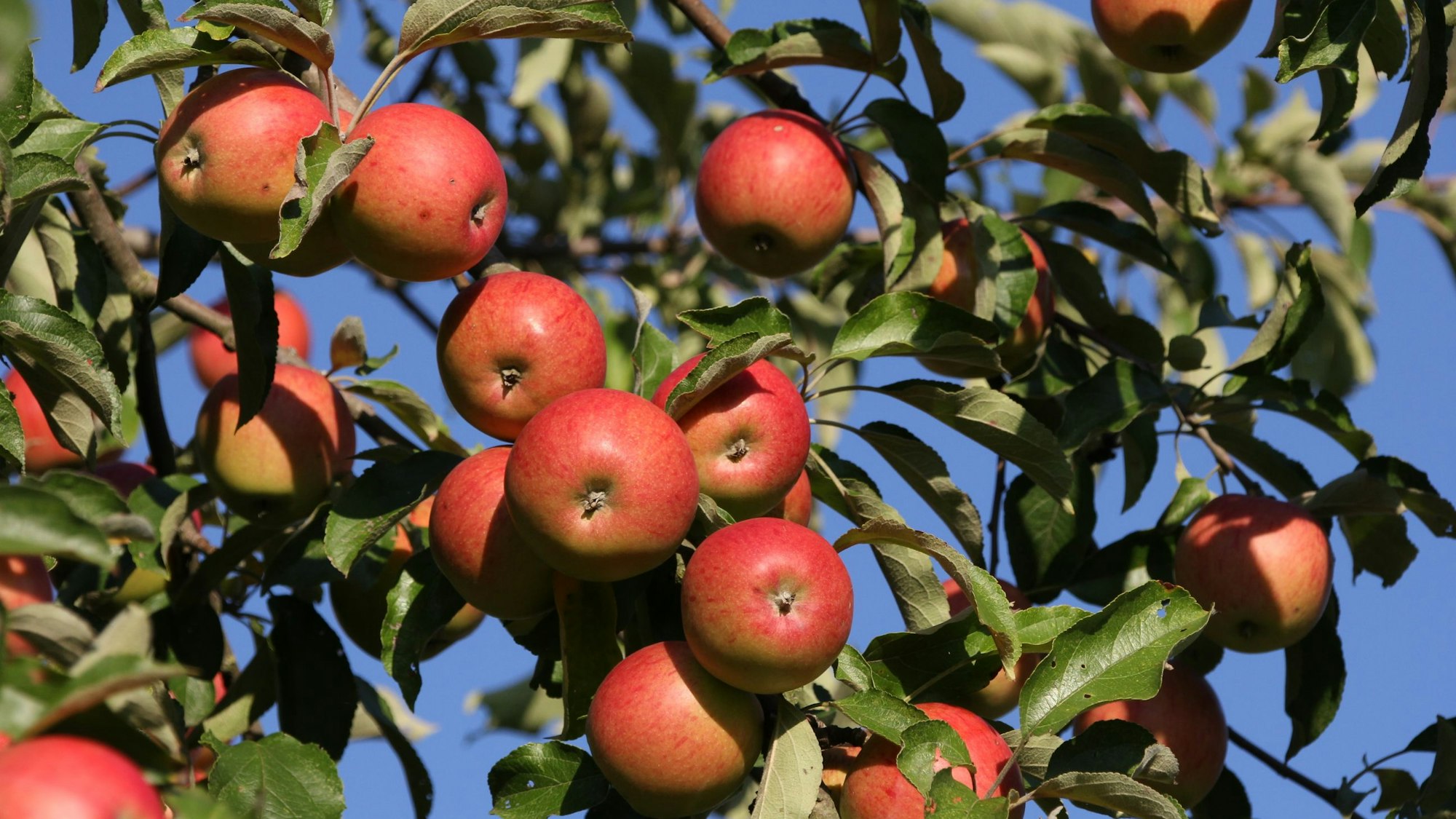 Rote Äpfel hängen dicht an dicht an Baumzweigen.