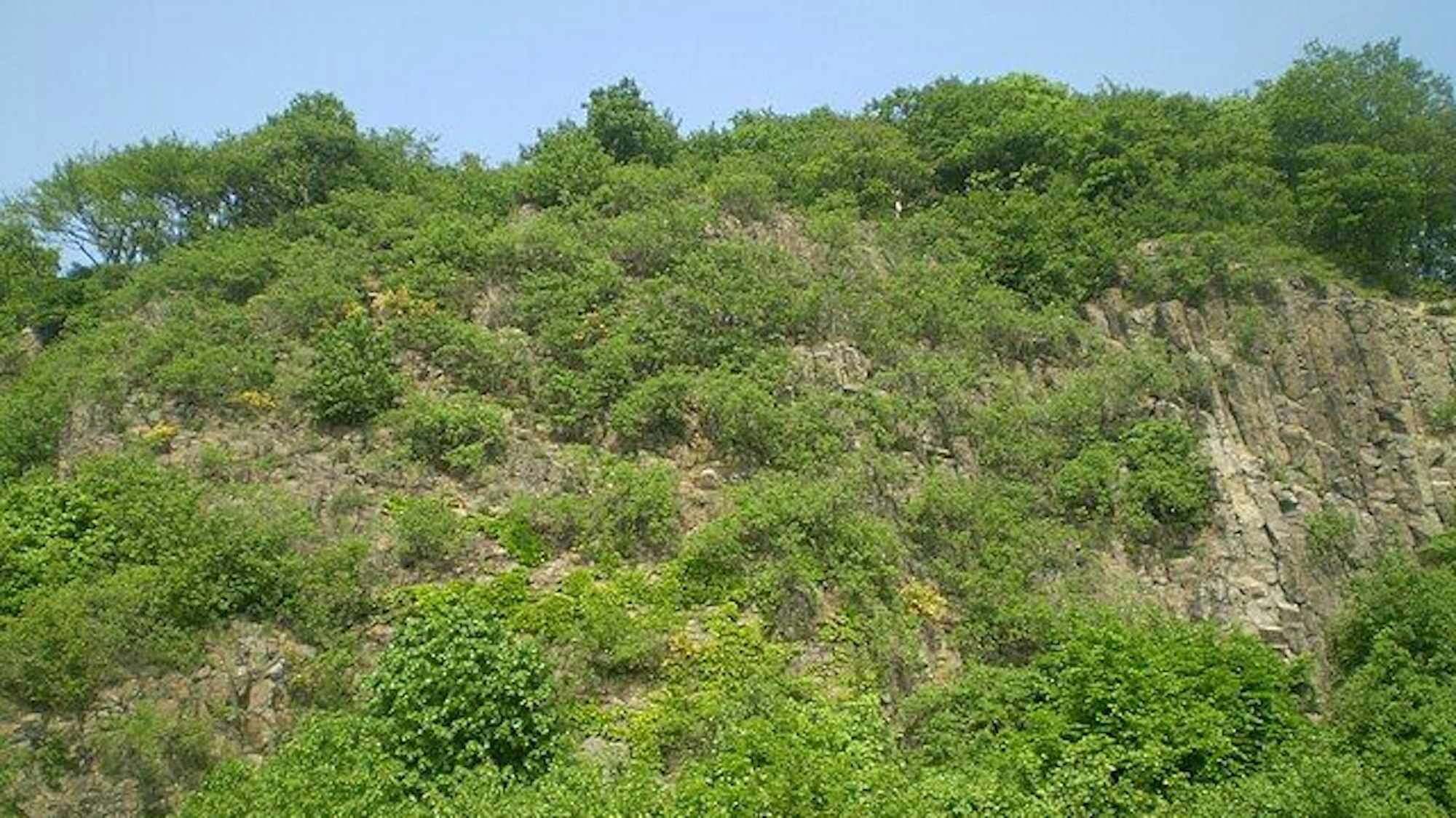 Berghang mit Bäumen und Büschen.