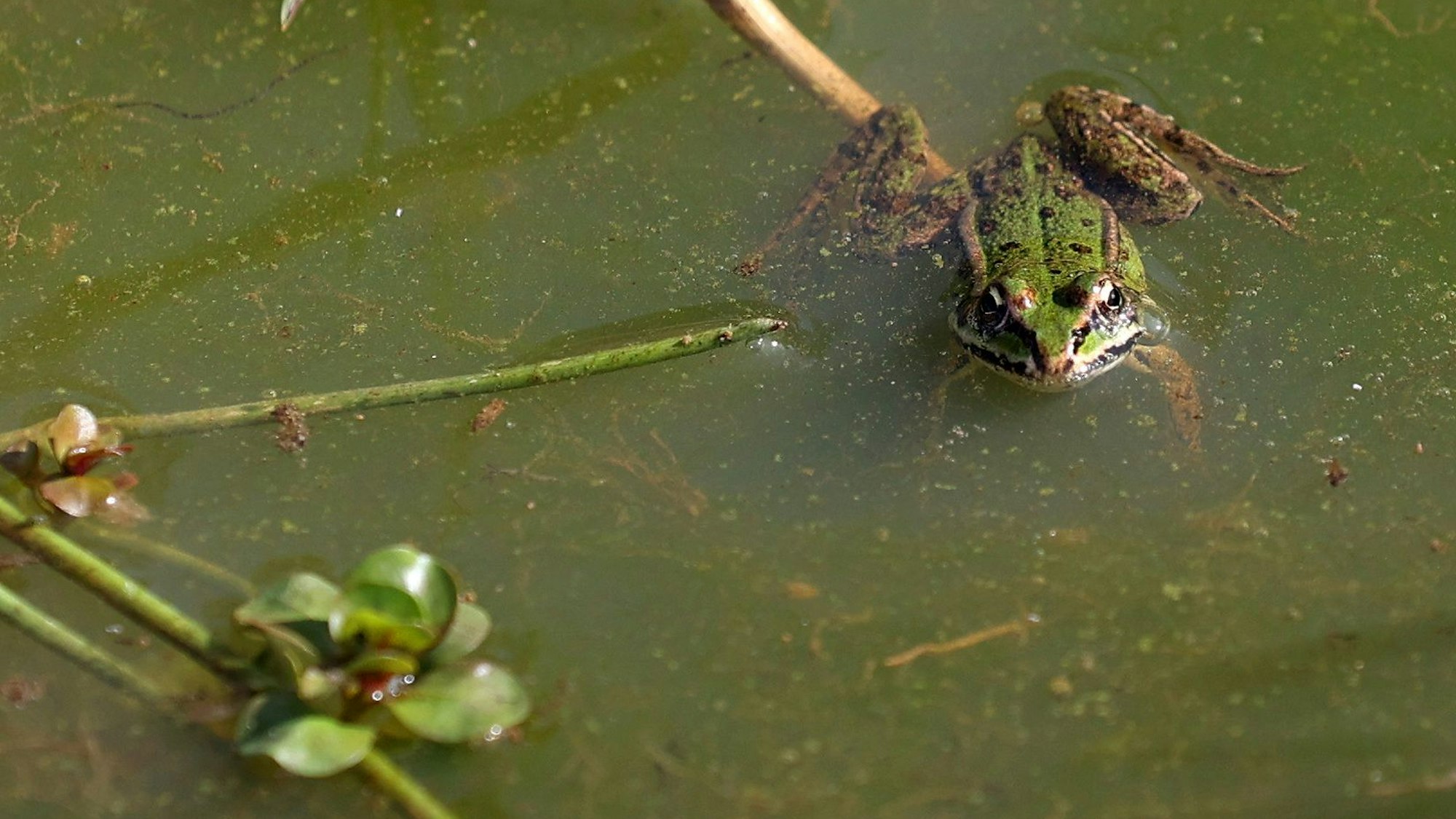 Frosch in einer der Pfützen der Wahner