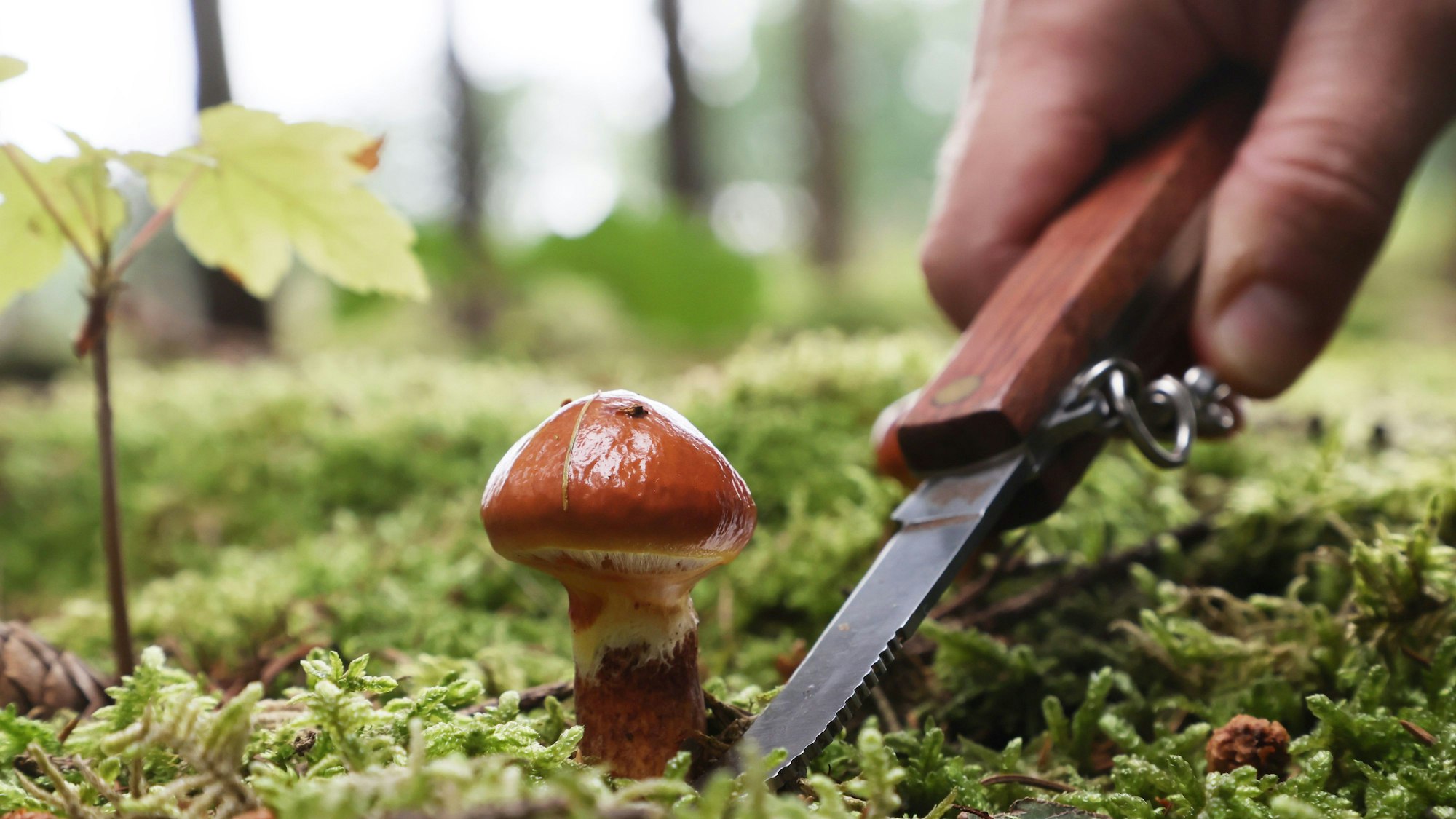 Ein brauner Pilz wächst im Wald auf zwischen Moos und Baumstecklingen und wird mit einem Pilzmesser abgeschnitten.