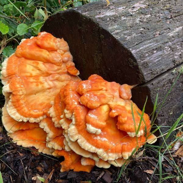 Ein Schwefelporling (Pilz) wächst an einem Baumstamm.