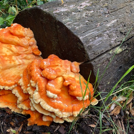 Ein Schwefelporling (Pilz) wächst an einem Baumstamm.