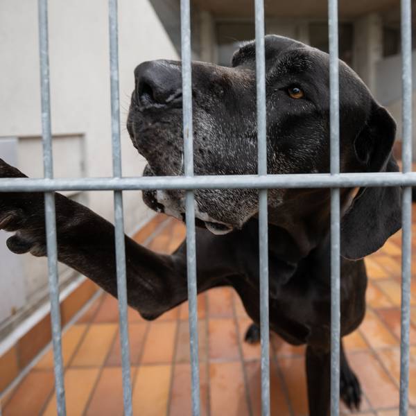 Eine Dogge gibt Pfötchen durch das Gitter eines Zwingers.