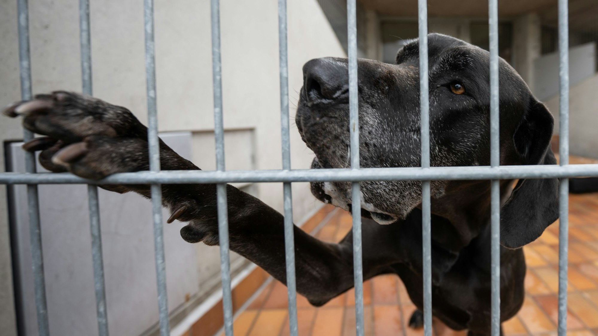 Eine Dogge gibt Pfötchen durch das Gitter eines Zwingers.