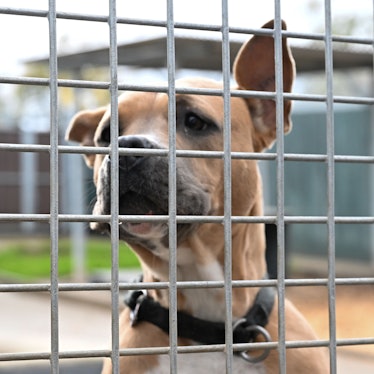 Ein Hund schaut in einem Freigehege auf die Besucher.