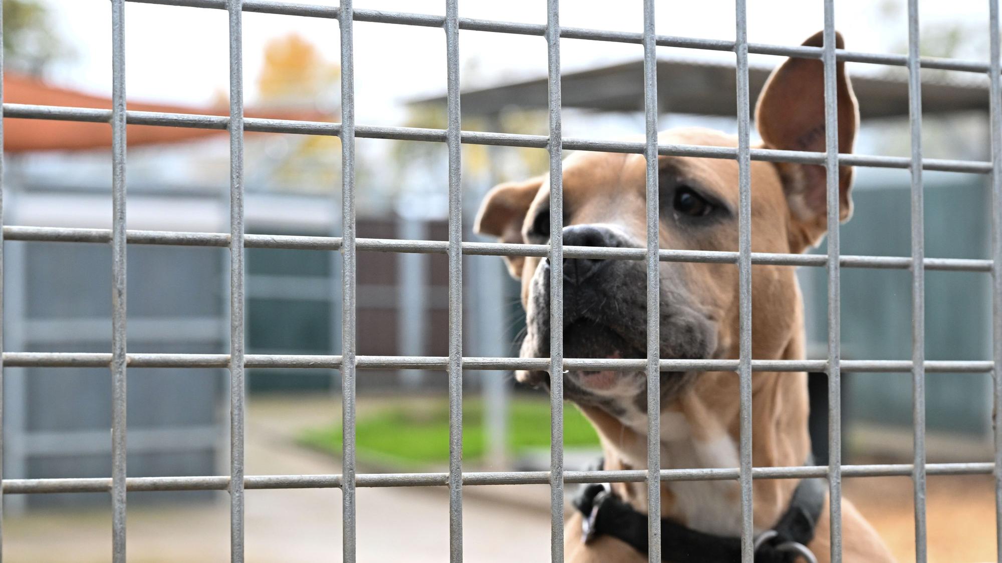 Ein Hund schaut in einem Freigehege auf die Besucher.