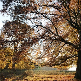 Herbstwald in der Abendsonne in Kölner Wäldern.
