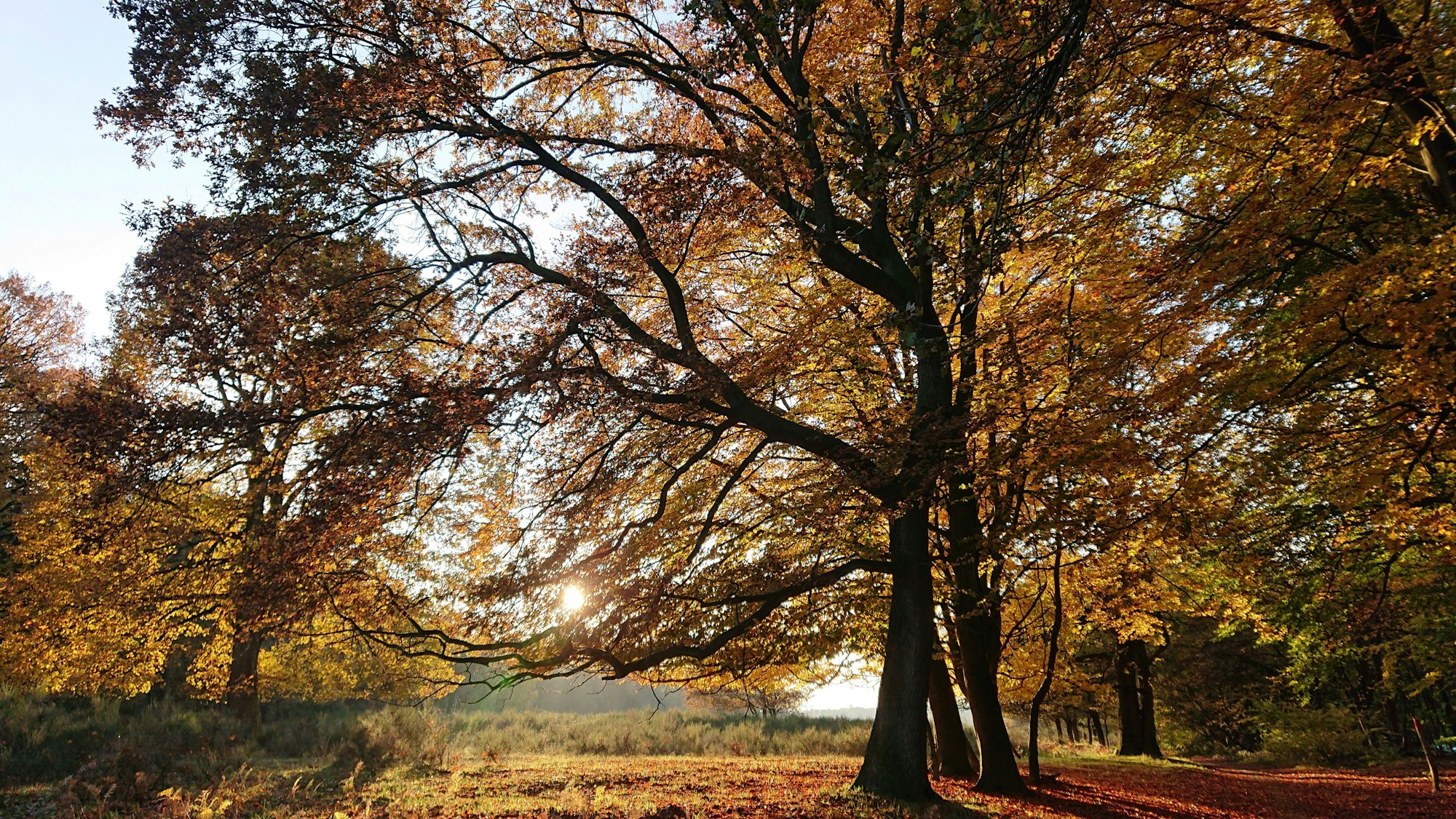 Herbstwald in der Abendsonne in Kölner Wäldern.