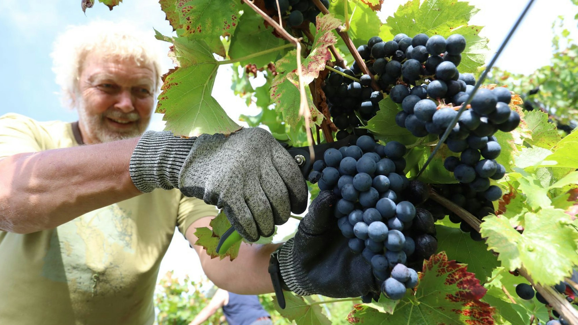 Ein Mann im gelben T-Shirt schneidet mit einer Zange rote Trauben vom Weinstock.