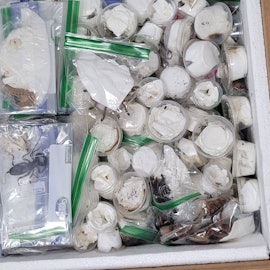 Geöffnete Box mit knapp 640 Vogelspinnen, Skorpionen, Hundertfüßern und Käfern