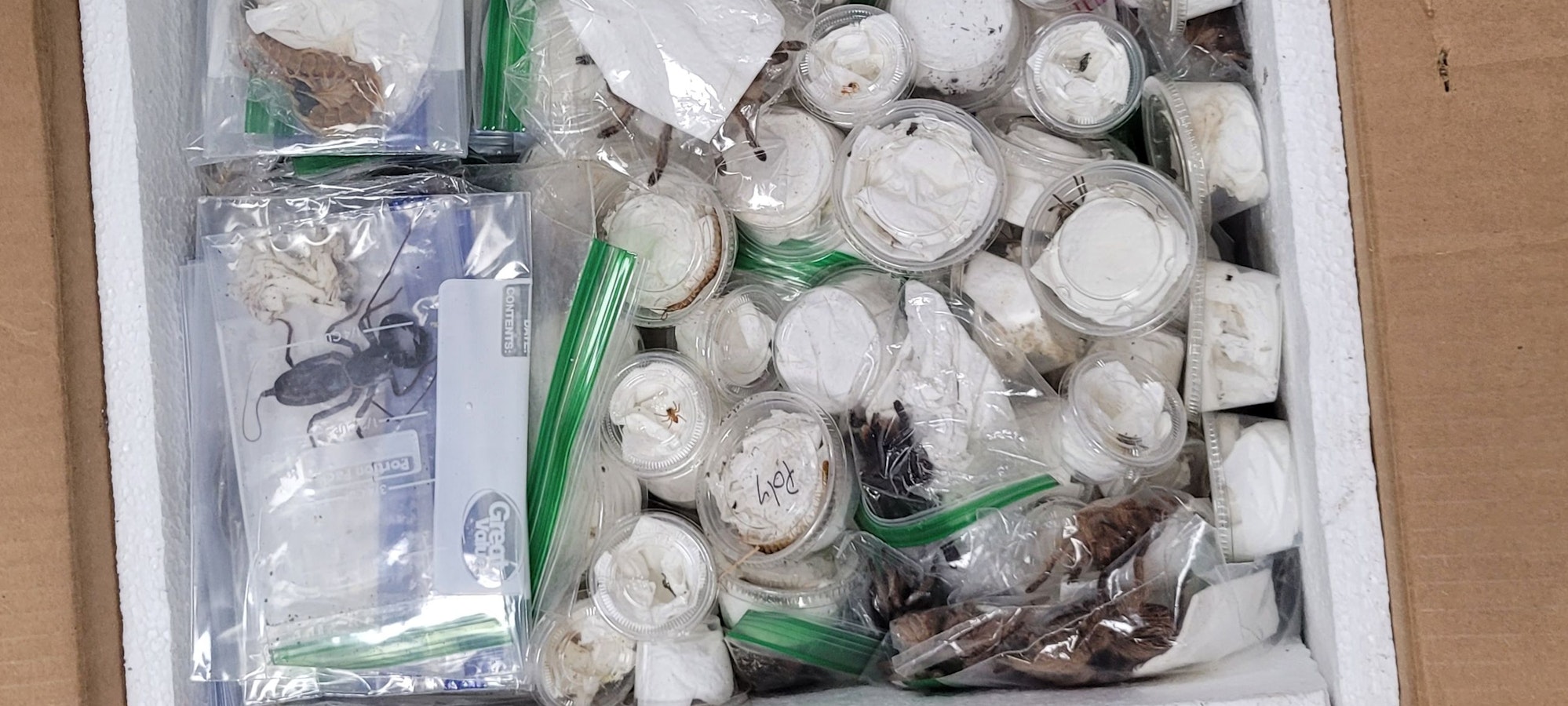 Geöffnete Box mit knapp 640 Vogelspinnen, Skorpionen, Hundertfüßern und Käfern