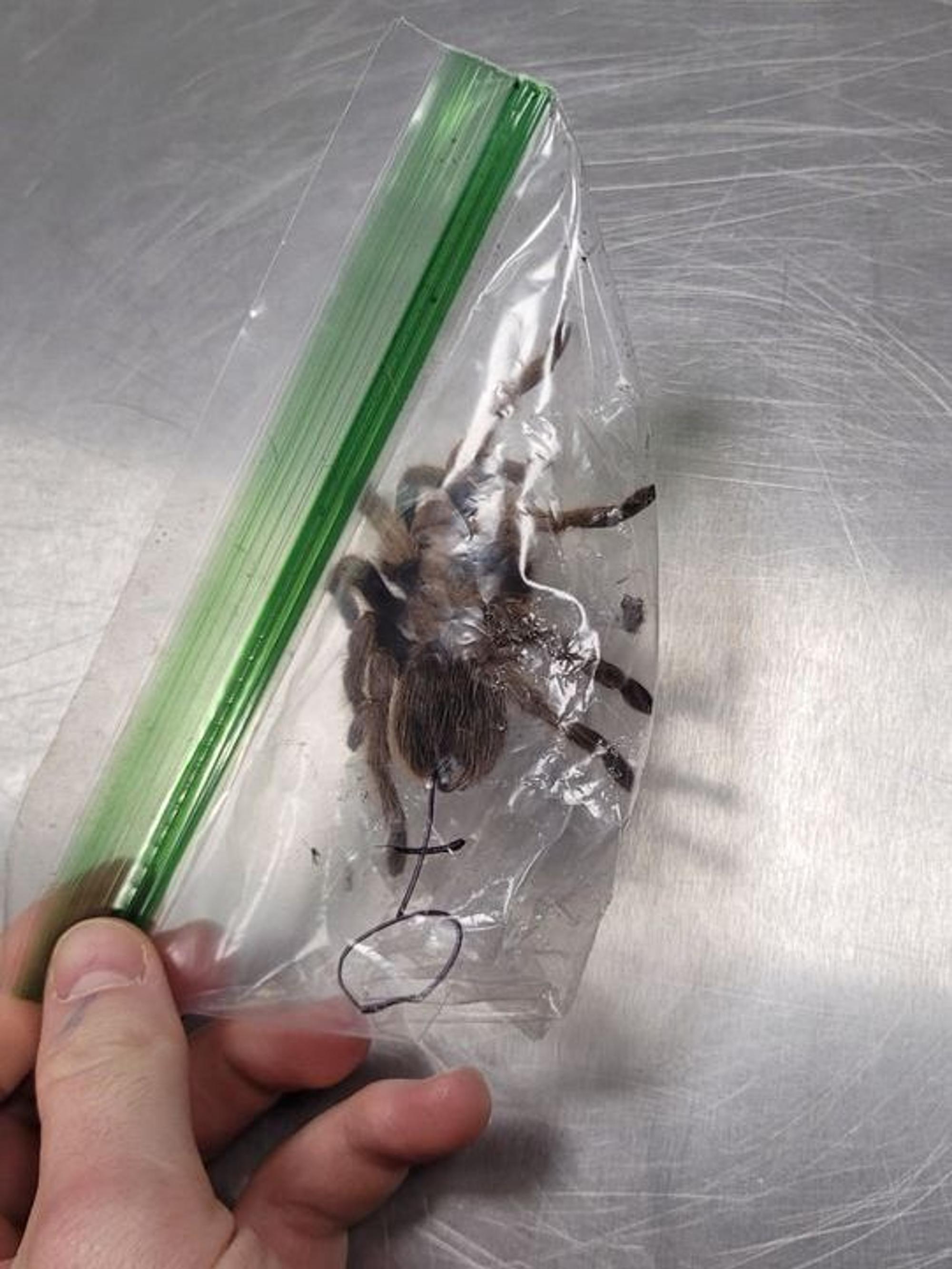 Eine sichergestellte Vogelspinne in einer Plastiktüte