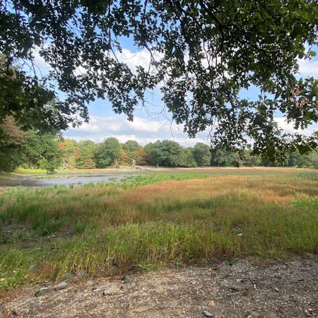 In dem Teich wachsen Pflanzen.