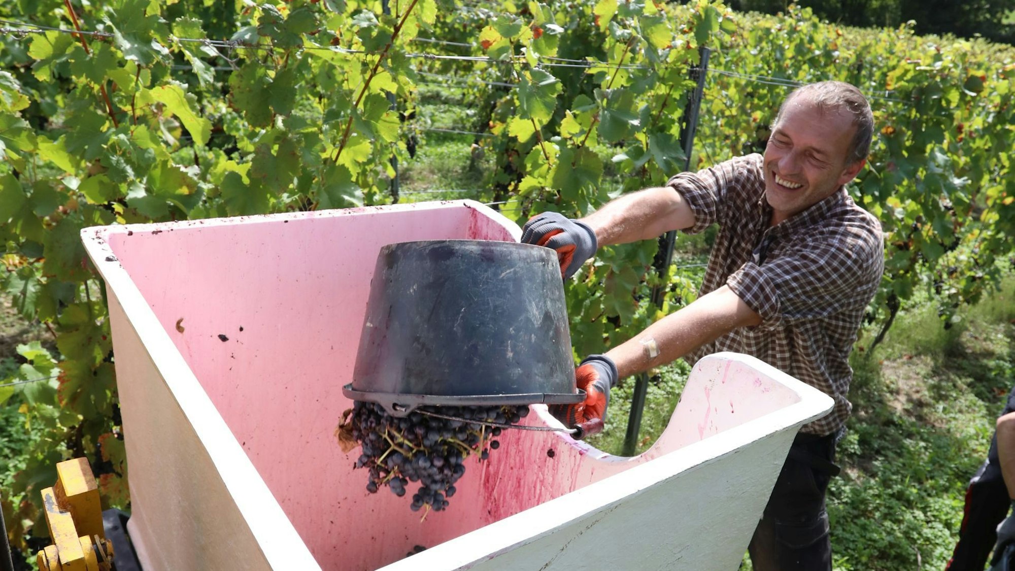 Ein Mann im karierten Hemd kippt rote Beeren aus einem Eimer in einen großen weißen Bottich.