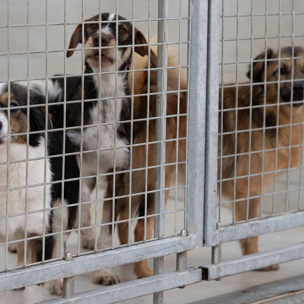 Mischlinge stehen in einem Gehege in einem Tierheim.