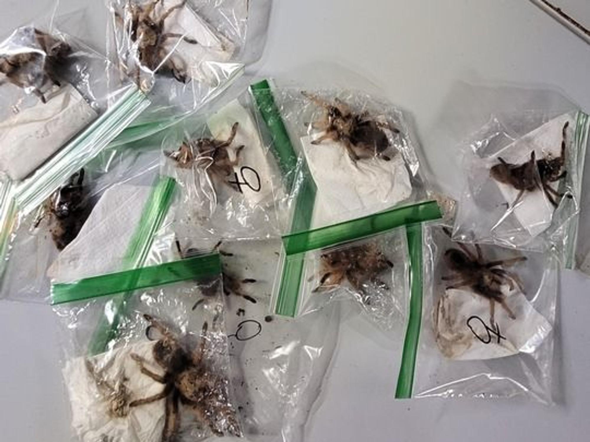 Ein Teil der sichergestellte Vogelspinnen