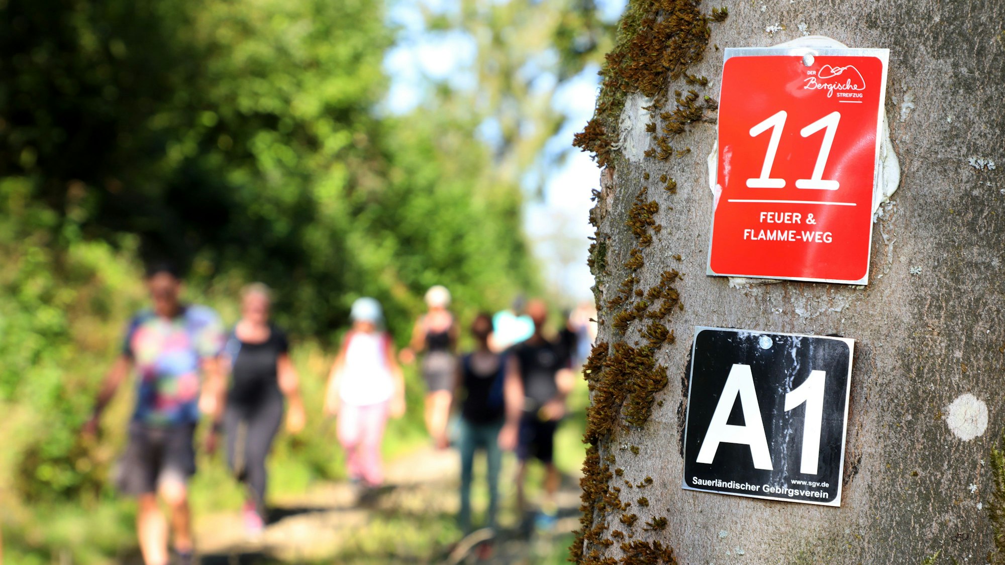 An einem Baum hängen Wanderplaketten.