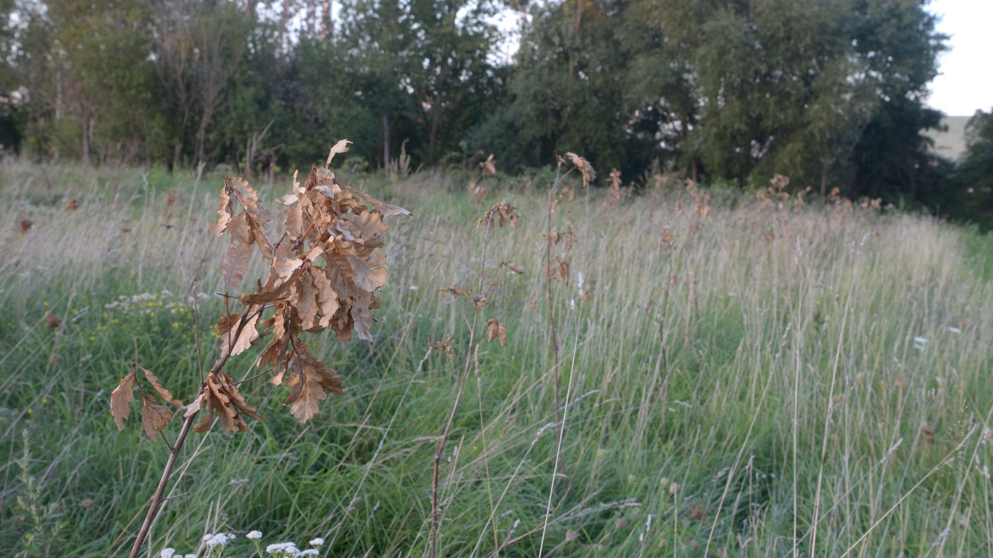 Auf einer städtischen Aufforstungsfläche in Euskirchen sind Hunderte Setzlinge verdorrt, im Vordergrund ist eine kleine dürre Eiche zu sehen.
