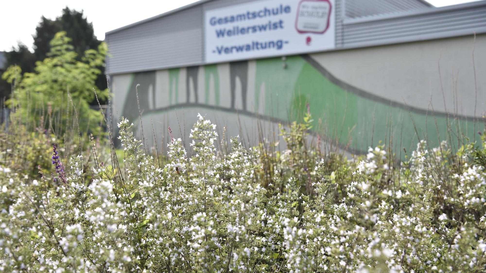 Vor einem Gebäude steht weiß-blühende Bergminze.