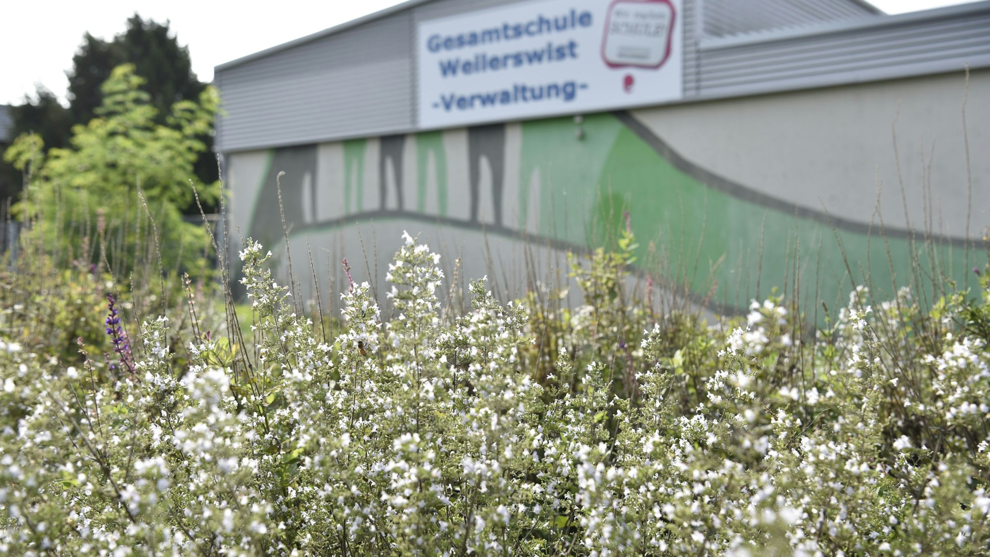 Vor einem Gebäude steht weiß-blühende Bergminze.