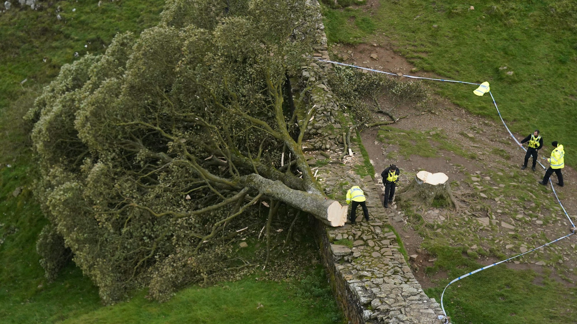 Ein berühmter Baum, der durch den Hollywood-Film „Robin Hood - König der Diebe“ mit Kevin Costner bekannt wurde, ist illegal gefällt worden. Polizeibeamte betrachten den gefällten Baum am Hadrianswall in Nordengland.