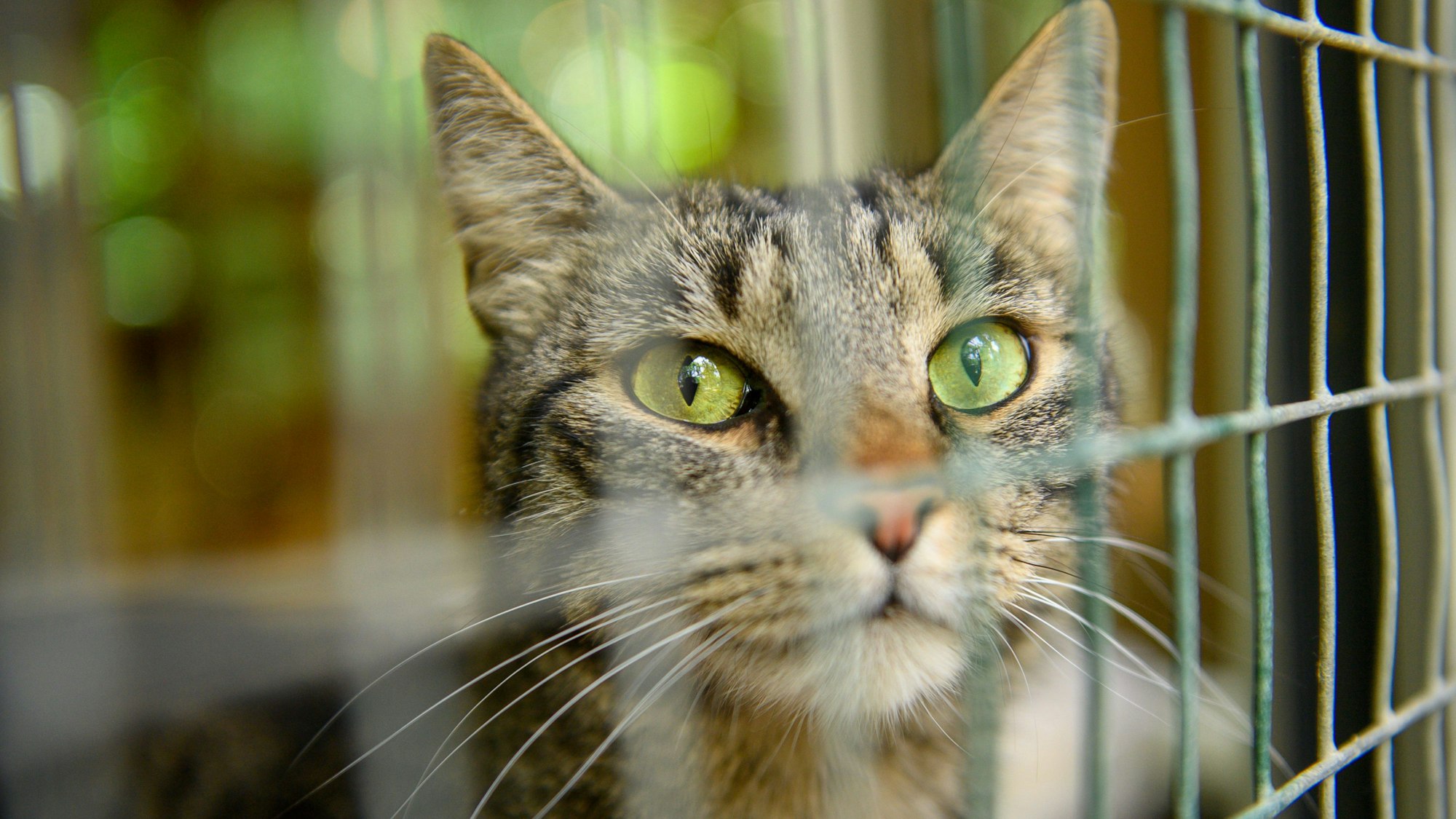 Kater sieht durch die Gitter des Katzenhauses einer Fundtierstation