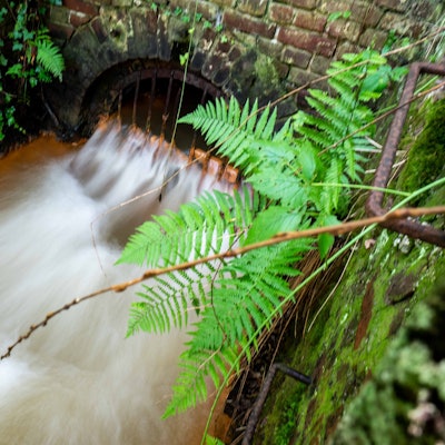 Das Bild zeigt das sogenannte Mundloch des Burgfeyer Stollens und das Wasser, das dort in den Veybach läuft.