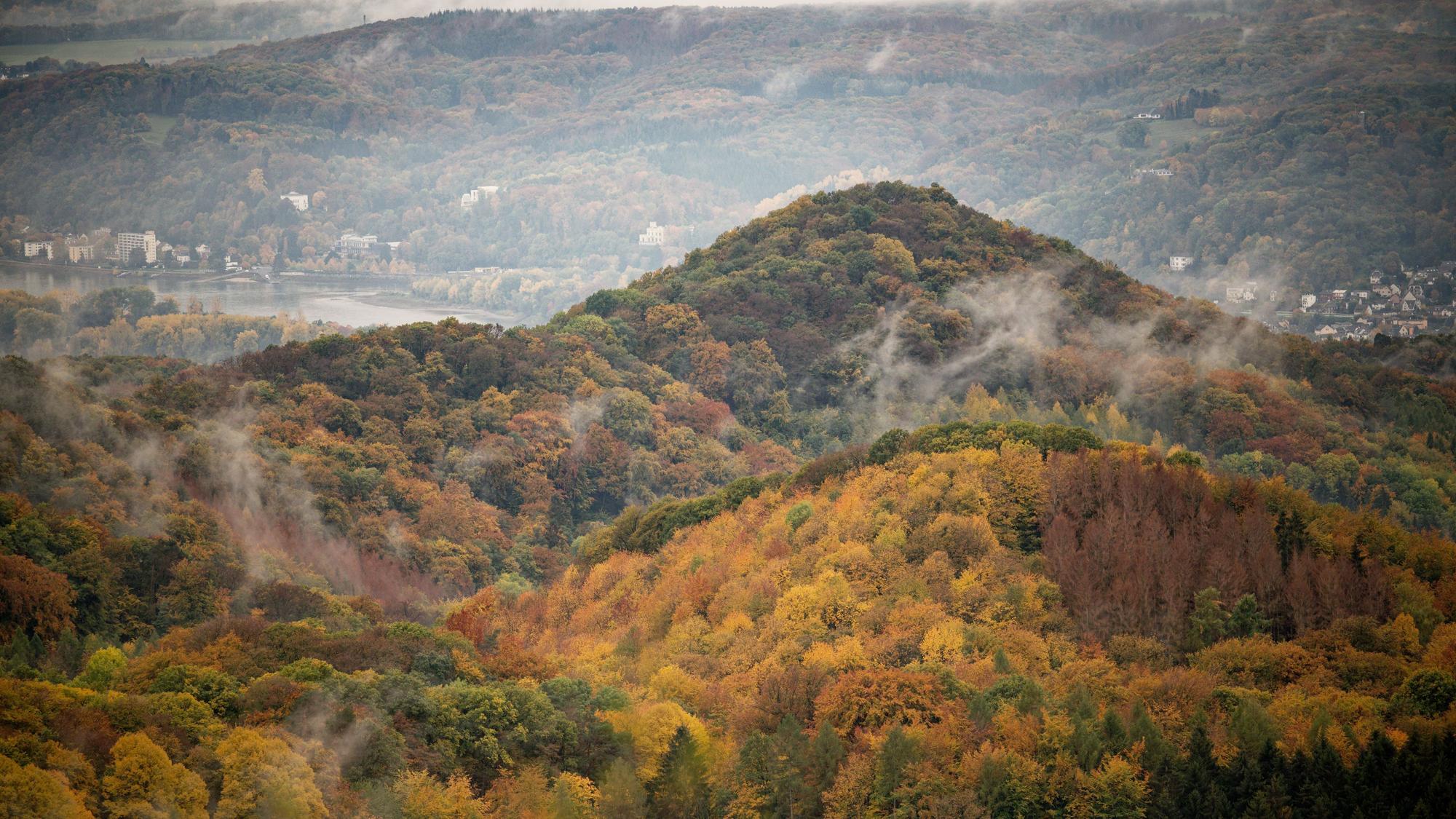 Nebel steigt aus den herbstlichen Wäldern des Siebengebirge am Rhein.