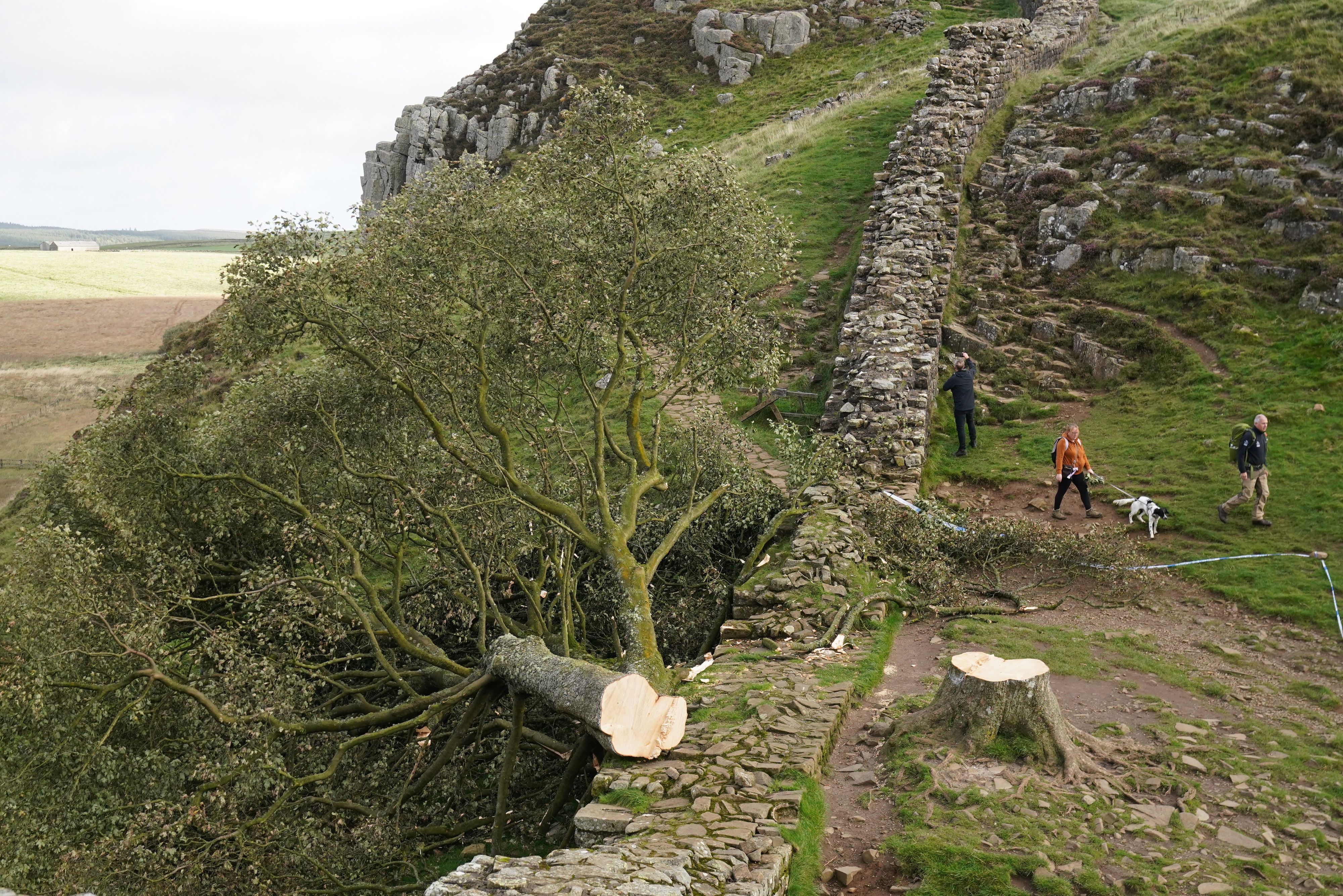 29.09.2023, Großbritannien, Northumberland: Spaziergänger gehen am  illegal gefällten Berg-Ahorn-Baum («Sycamore Tree») am Hadrianswall in Northumberland vorbei. Der Vorfall hatte in Großbritannien große Betroffenheit ausgelöst. Berichten zufolge soll der Baum über 400 Jahre alt gewesen sein. Foto: Owen Humphreys/PA Wire/dpa +++ dpa-Bildfunk +++