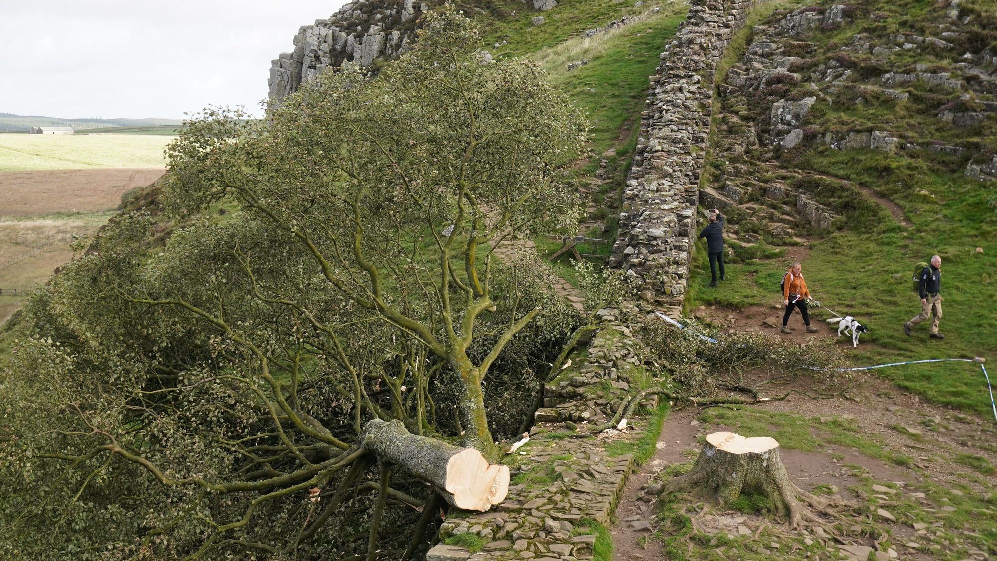 29.09.2023, Großbritannien, Northumberland: Spaziergänger gehen am illegal gefällten Berg-Ahorn-Baum («Sycamore Tree») am Hadrianswall in Northumberland vorbei. Der Vorfall hatte in Großbritannien große Betroffenheit ausgelöst. Berichten zufolge soll der Baum über 400 Jahre alt gewesen sein. Foto: Owen Humphreys/PA Wire/dpa +++ dpa-Bildfunk +++