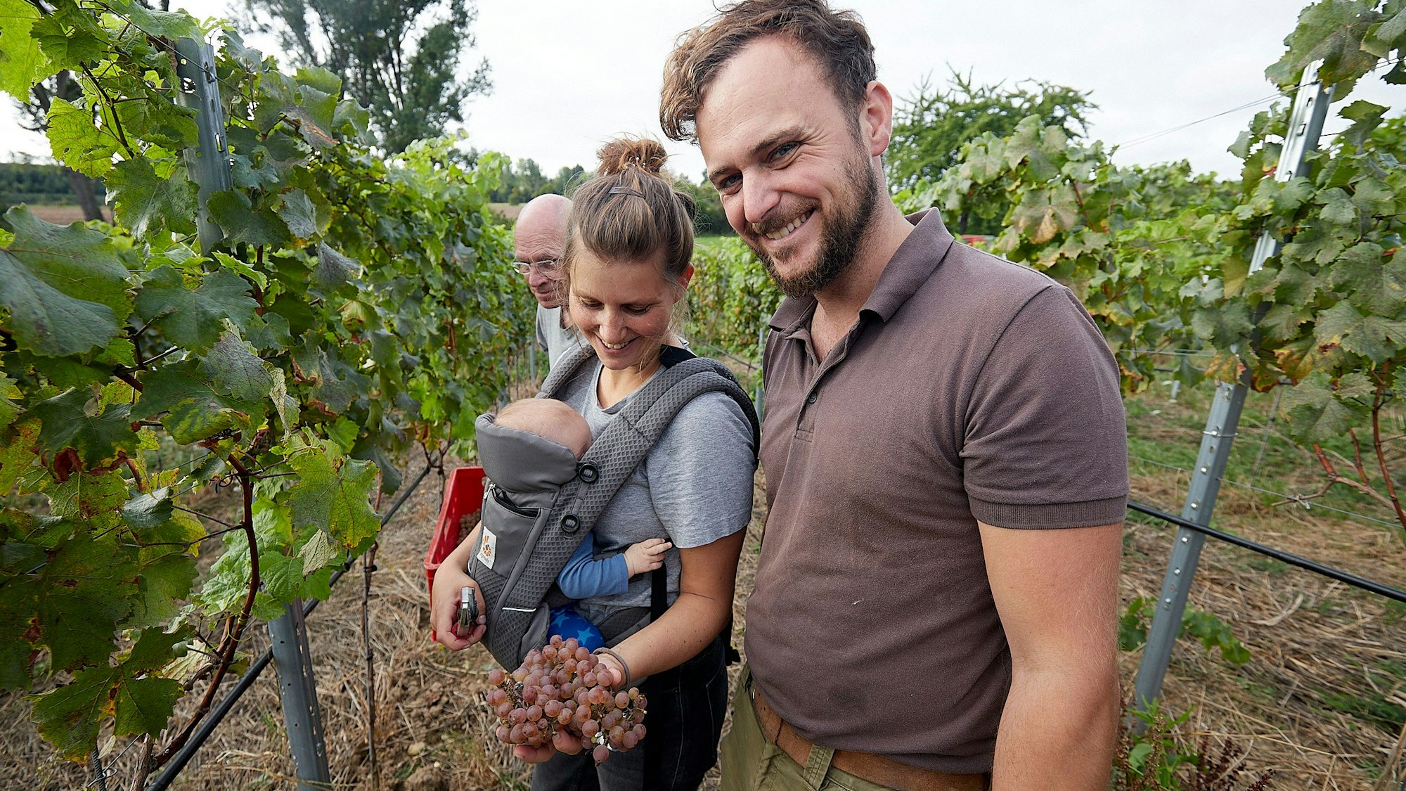 Konzentriert sind Markus Schäfer mit Frau Lisa, Sohn Jesse und Heinz Berchtold bei der Weinlese
