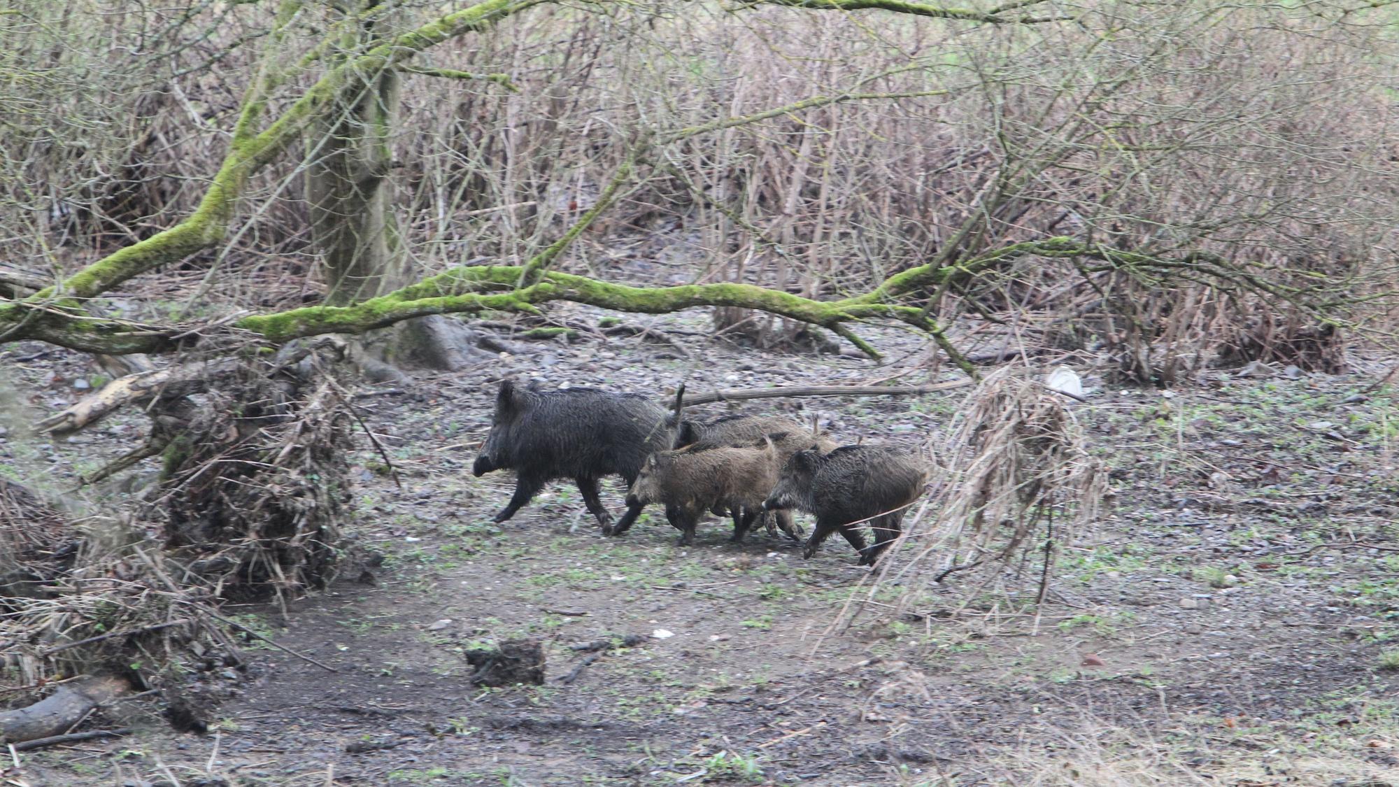 Unterhalb von Stadt Blankenberg sichtete unser Fotograf eine kleine Wildschwein-Rotte.
