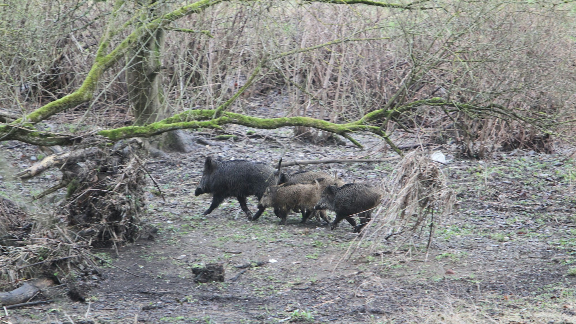 Unterhalb von Stadt Blankenberg sichtete unser Fotograf eine kleine Wildschwein-Rotte.