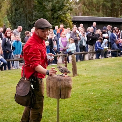 Ein Steinkauz bekommt vor seinem Flug von einem Falkner noch einen kleinen Fleischhappen zur Stärkung. Zahlreiche Zuschauerinnen und Zuschauer beobachten die Szene.