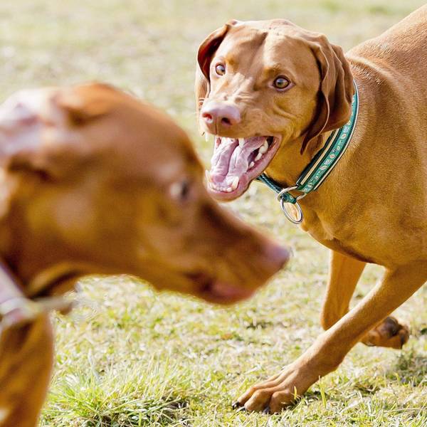 Ein Hund geht auf einen anderen los.