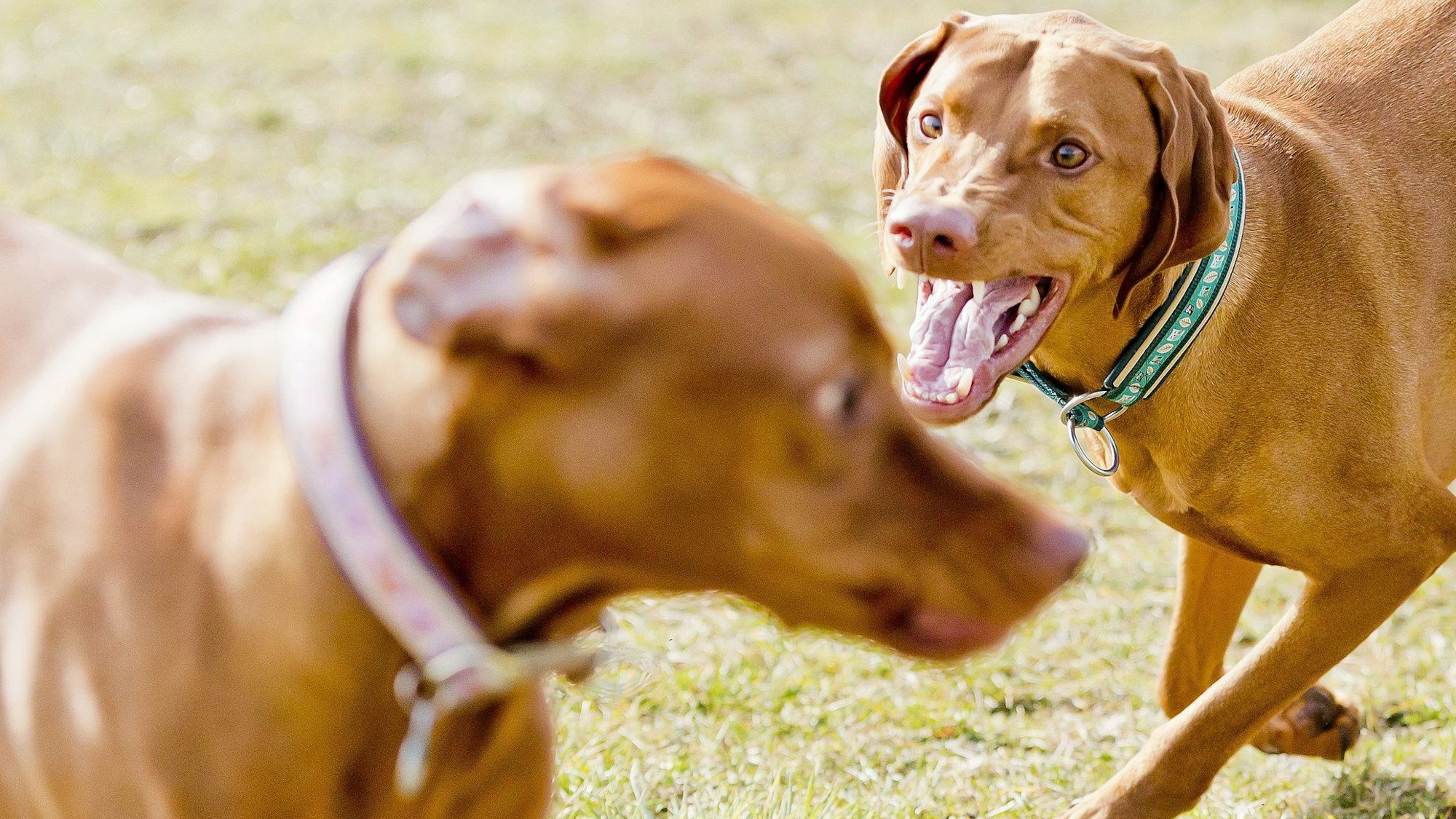 Ein brauner Hund knurrt einen anderen Hund an und läuft auf ihn zu.