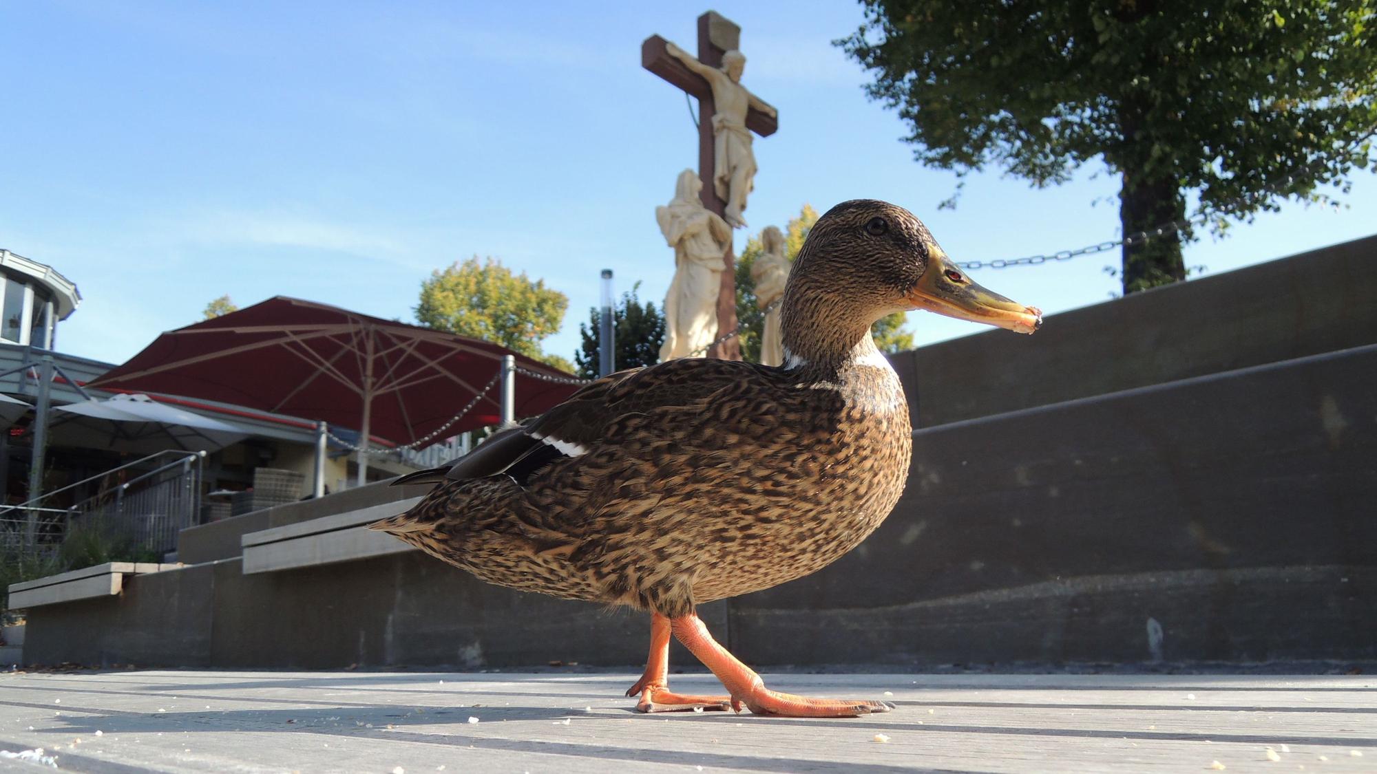 Eine Ente watschelt durch die Stadt.