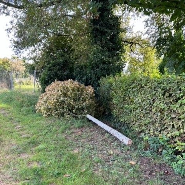 Unbekannte haben mit einer Motorsäge einen Apfelbaum in Witzhelden abgesägt