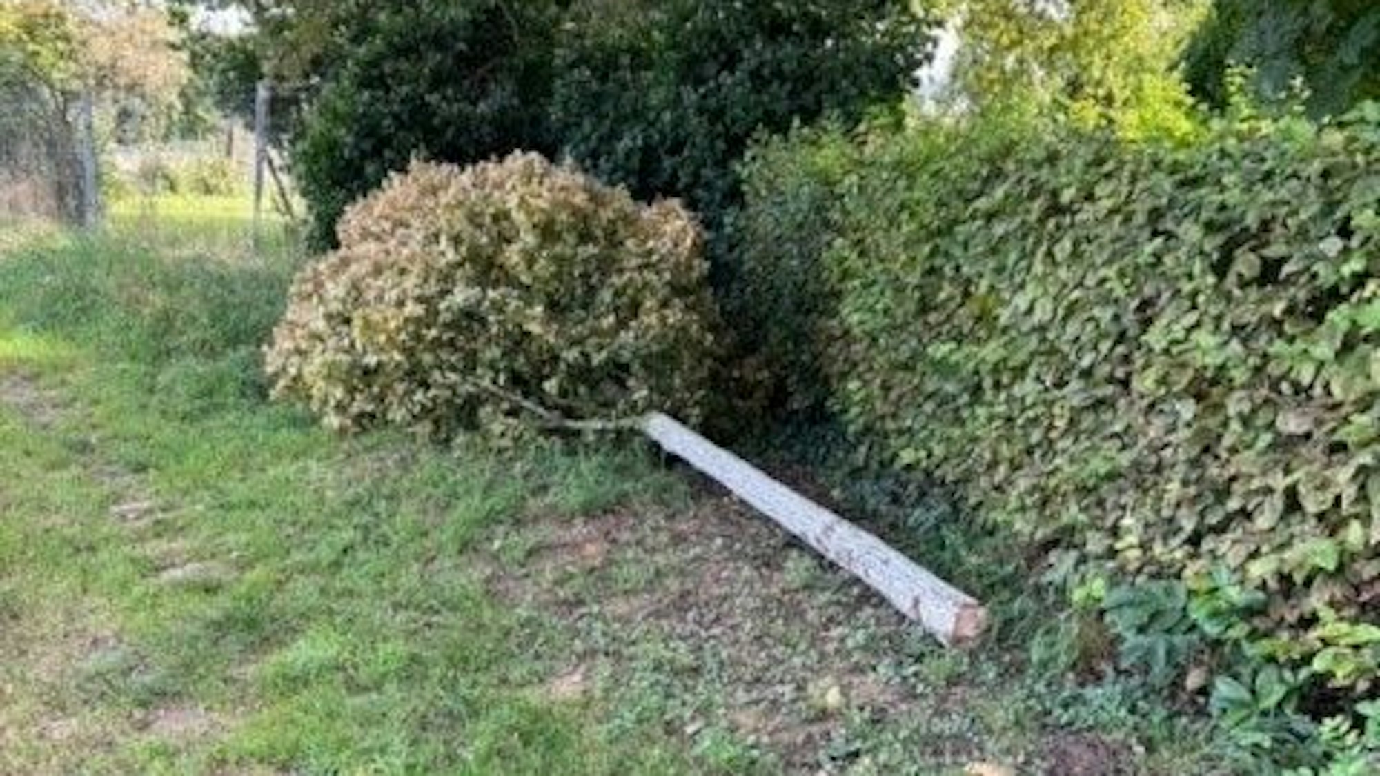 Unbekannte haben mit einer Motorsäge einen Apfelbaum in Witzhelden abgesägt