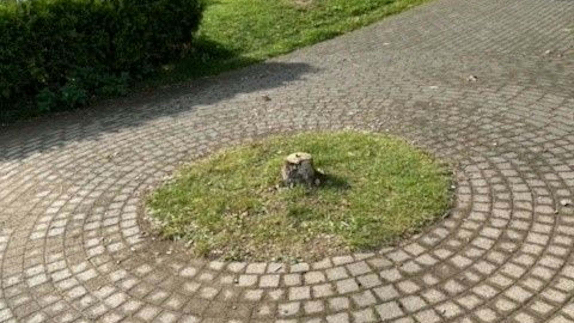 Der abgesägte Stumpf.