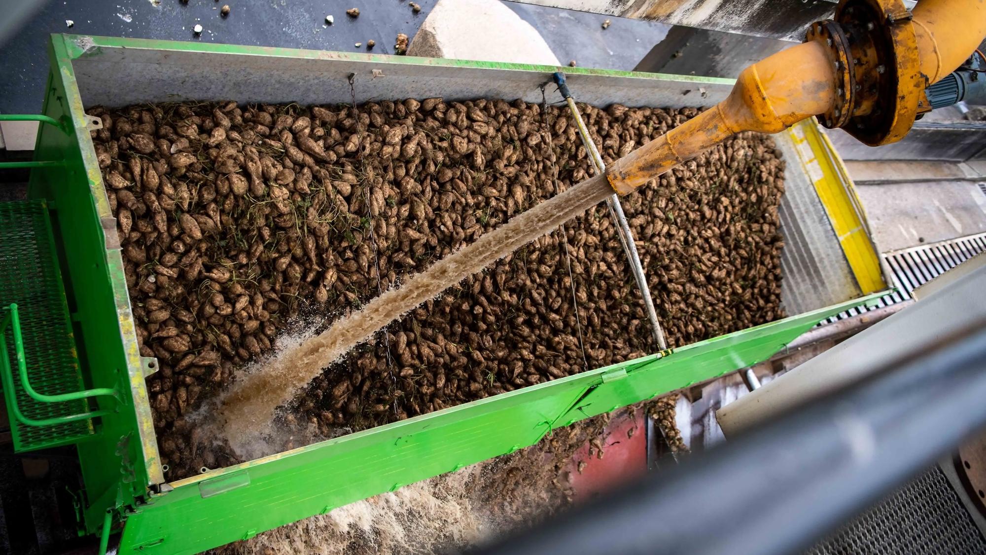 Das Bild zeigt, wie eine Zuckerrübenlieferung per Wasserstrahl vom Dreck befreit wird.